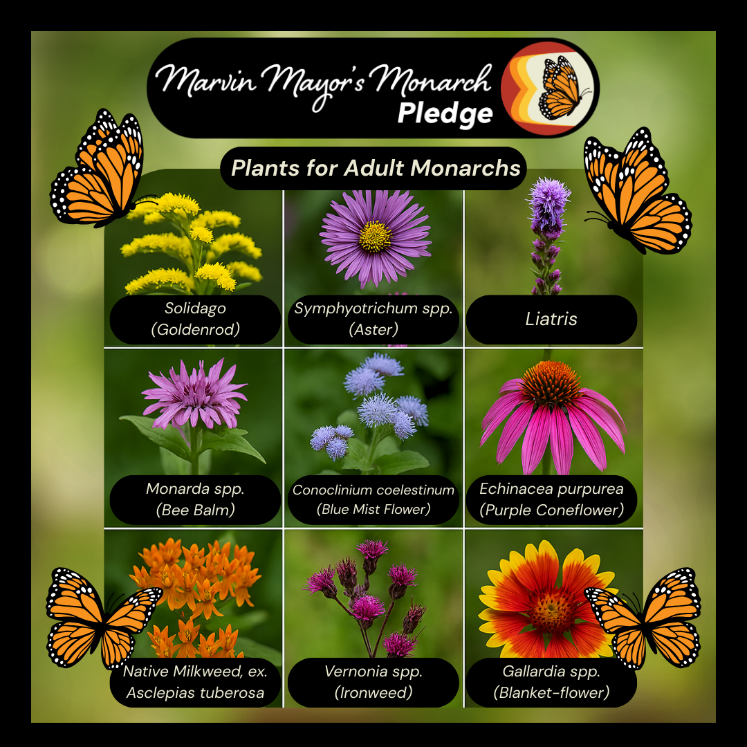 Plants for Adult Monarchs